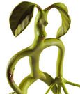 Phantastische Tierwesen Biegsame Figur Bowtruckle 18 cm