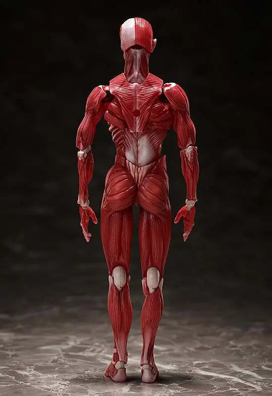HUMAN ANATOMICAL MODEL FIGMA AF