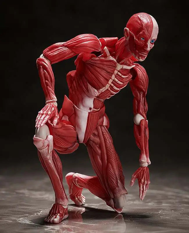 HUMAN ANATOMICAL MODEL FIGMA AF