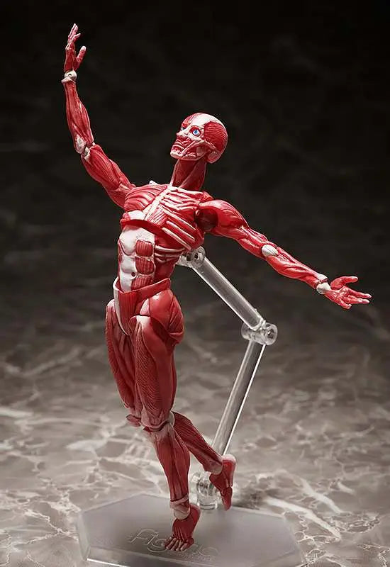 HUMAN ANATOMICAL MODEL FIGMA AF