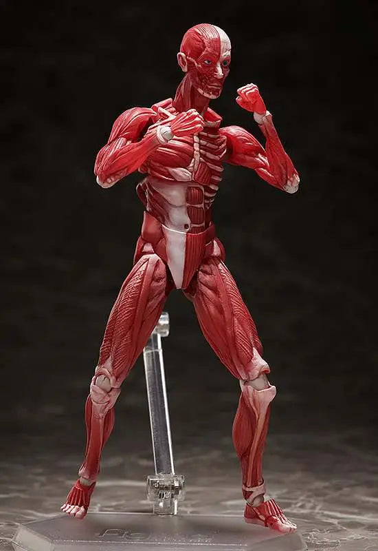 HUMAN ANATOMICAL MODEL FIGMA AF