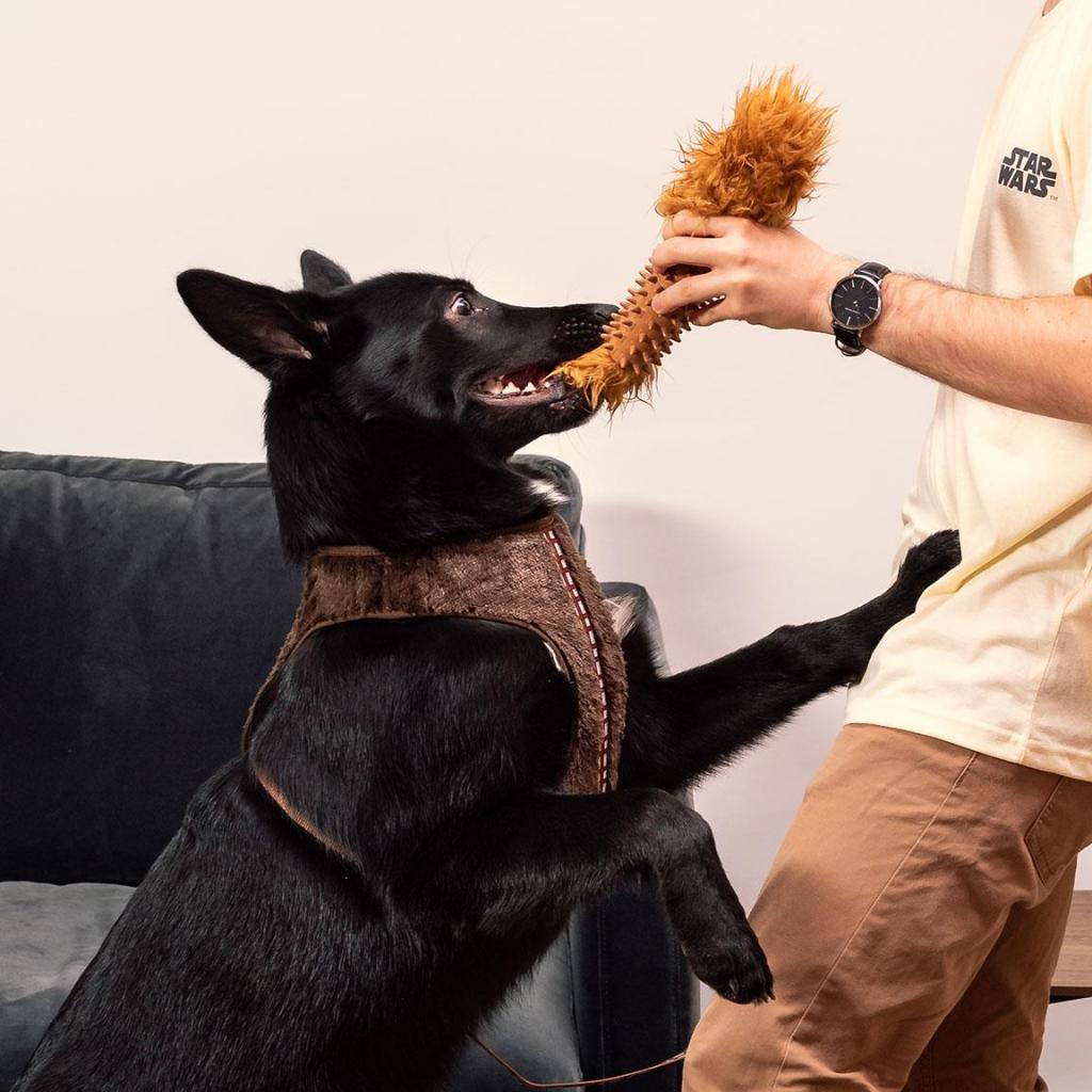 CHEWBACCA - Teething Toy for Dog