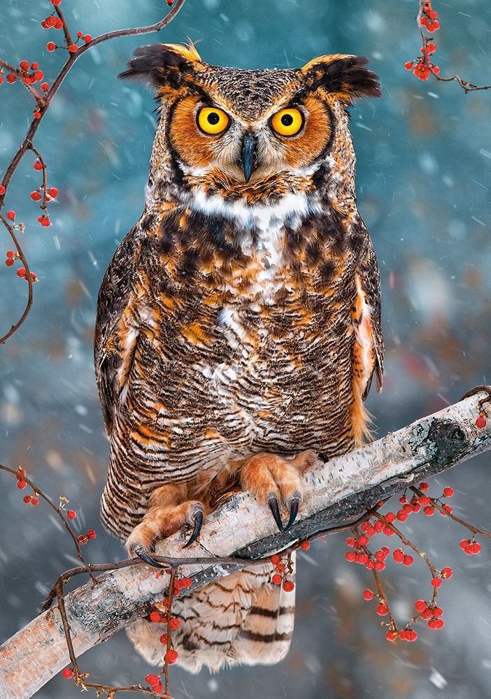 Great Horned Owl, Puzzle 500 Teile