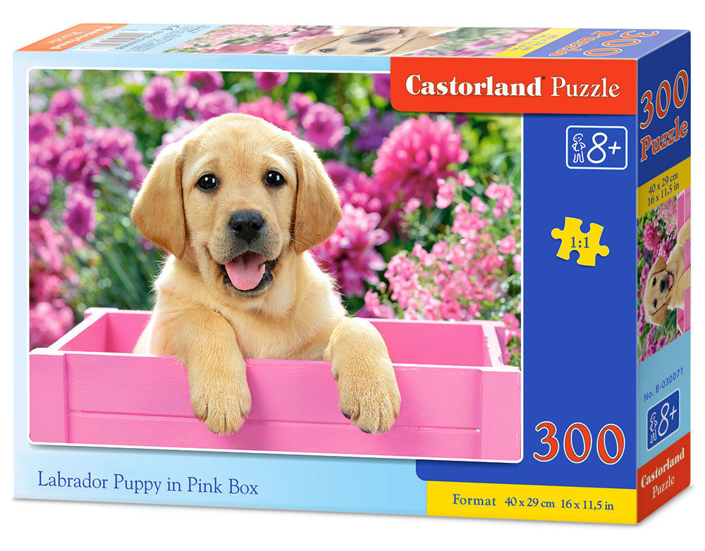 Labrador Puppy in Pink Box,Puzzele 300 T