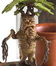 Harry Potter Magical Creatures Statue Mandrake 13 cm